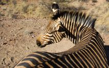 Zebra Diagonal