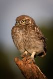 Owl Chick