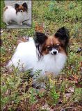 Papillon