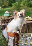 Papillon
