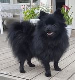 Kleinspitz