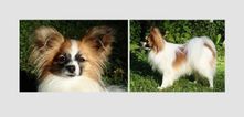 Papillon
