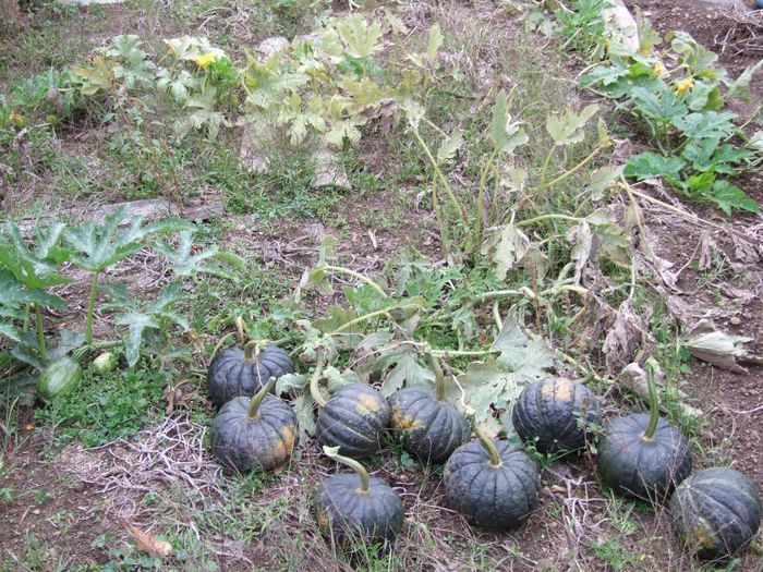Ces potimarrons verts se conservent plus longtemps que les rouges, c'est pas qu'ils sont pas murs! Avec une bonne cave radioactive grâce au radon qui vient du sol, je les garde frais jusqu'en avril! Rassurez-vous, 0,50 micro sievert à l'heure n'empêchent pas les pommes de terres de germer, au contraire, et même germées, elles sont bonnes jusqu'en juin et même parfois jusqu'à la récolte suivante quand on a pas tout mangé avant!