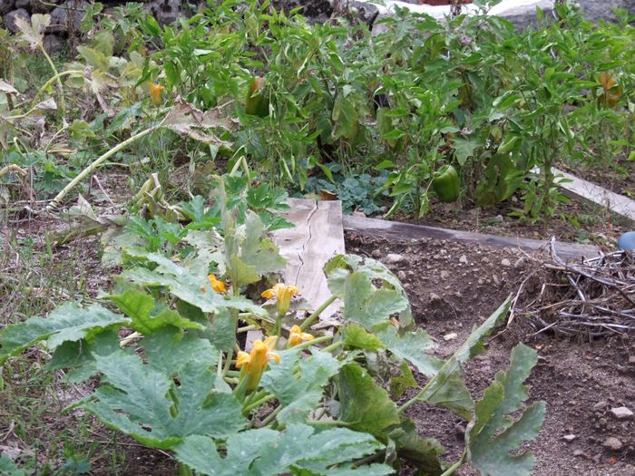 Au moment de les ramasser, ces légumes étaient encore pleins de vie, ils auraient pu mûrir encore un peu...quelques heures après, les fleurs et feuilles de courgettes vont êtres fanées et cuites par le gel. ça me fait penser à une civilisation dans laquelle des gens auraient pu encore évoluer quand l'astéroïde tombe pour réorienter l'ordre perturbé par les autres qui s'éloignent de plus en plus du sens de l'évolution.......
