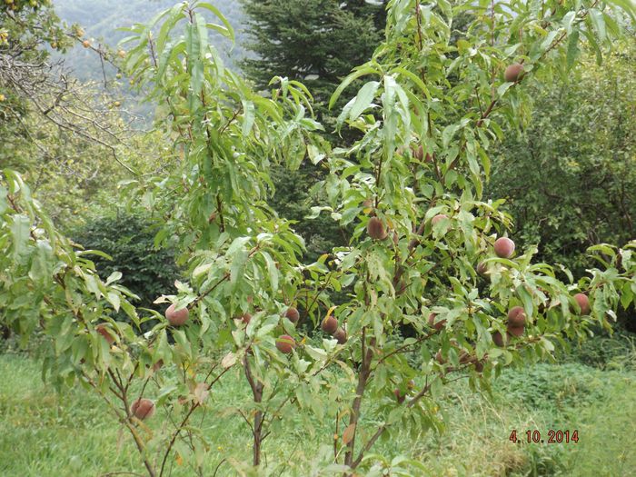 81 pèches de vigne sur ce minuscule pêcher qui en avait fait 9 l'année dernière! Espérons que la progression mathématique va donner 729 pêches l'année prochaine..non, ça c'est l'homo informaticus, zut alors! 
En haut à gauche, on voit quelques Bérauds, ancienne variété locale de pommes assez acides mais qui se conservent jusqu'au printemps à la cave tout en perdant peu à peu leur acidité, c'est en avril qu'elles sont les meilleures!