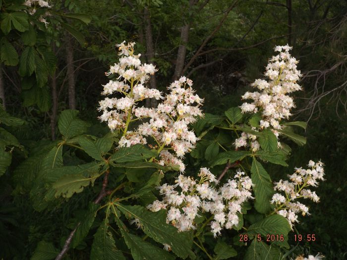 Il a fallu attendre fin mai pour voir ce marronnier en fleurs, comme en 2013, alors qu'en 2011 il l'était à la mi-avril. Alternance d'années chaudes et froides qui nous ramènent 40 ans en arrière puisqu'après 25 ans de réchauffement puis 15 ans de refroidissement, nous voilà revenus à peu près au même niveau. Mais la géoingéniérie est là pour nous masquer ce refroidissement, plus de détails sur mes pages 