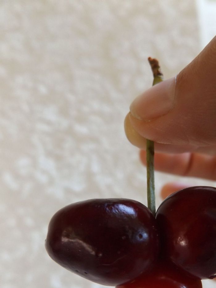Tout comme les bébés, les cerises naissent exceptionnellement par 3. Miracle d'adaptation, la queue est plus épaisse donc plus solide qu'une queue faite pour une cerise. Notez la date en bas à droite de la photo: 12 juillet 2016. C'est très tard pour des cerises, même à 870m d'altitude, et cela montre que le climat est cyclique puisque lors des printemps frais d'il y a une quarantaine d'années, j'avais aussi des cerises en juillet au même endroit. Voir la page 