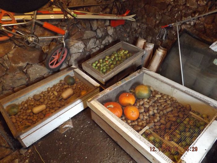 Et voilà une partie des pommes à la cave dans leurs boites anti-rongeurs, elles seront mures en avril/mai pour cette variété locale de longue conservation. J'avais fait 7 boites il y a 20 ans, du grillage à mailles d'1cm2, aucun rongeur n'est passé, non mais! Ces animaux qui ne savent ni DONNER, ni RECEVOIR, mais seulement PRENDRE, comme les humains non-évolués. J'aime les animaux....dans la nature, mais pas dans ma maison.