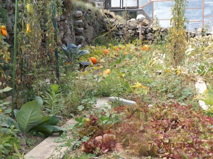 Les salades au 1er plan commencent juste à monter en graines, pendant 3 mois elles sont restées bonnes malgré plusieurs périodes de canicule somme toutes modérées. Contrairement aux patates qui ont passé l'été sans arrosages, le reste du jardin dont les salades a bénéficié d'une irrigation par tuyaux poreux, y compris les tomates dont les premières étaient mûres dès la mi-juillet, une première depuis 2011, ces dernières années fraîches, c'était plutôt miaou(t)