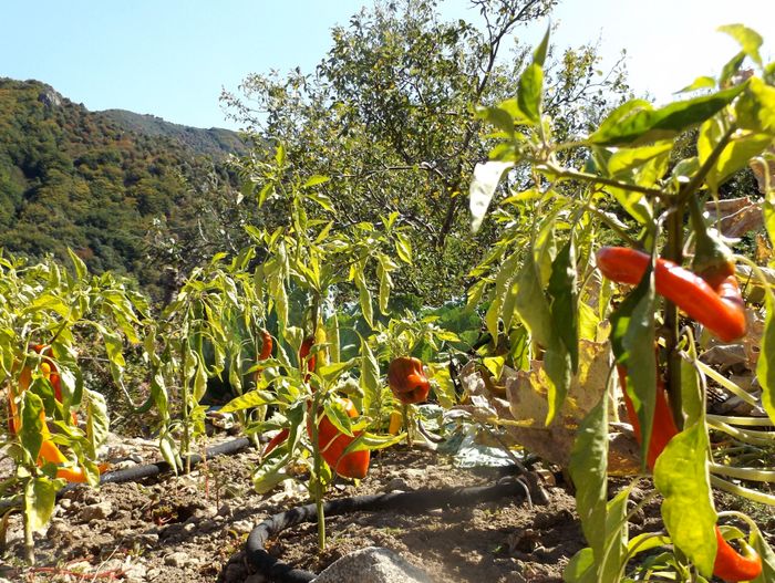 Et ben ils en on mis du temps à mûrir! Après Juin chaud, Juillet moyen et Août chaud, il a fait plutôt frais en Septembre jusqu'à l'équinoxe d'automne où ça se réchauffe à nouveau. Au final, j'ai vu ces poivrons mettre 2 mois pour passer du vert à l'orange ou au rouge. Seul le poivron bien mûr est digeste, il peut se croquer comme une pomme tant il est bon, alors que vert il est contient je ne sais plus quoi de toxique qui le rend indigeste cru. Cet inconvénient disparait avec le changement de couleur.
