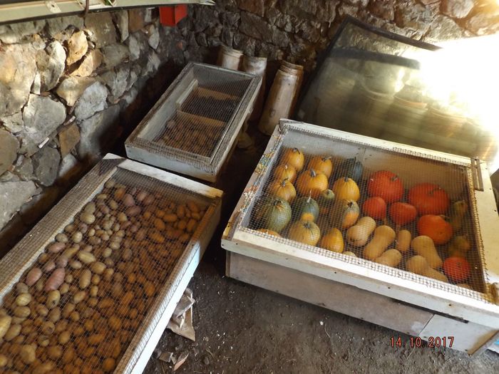 Une ode aux rats! Cette année, je vais apprécier au plus haut degré mes boites anti-rongeurs tant il y a eut une invasion de rats depuis le printemps. Jamais vu autant de mulots et autres campagnols terrestres que cette année!! Ils sont même allés jusqu'à trouer le couvercle d'une boite de mort aux rats stockée dans le débarras pour en manger sans attendre la distribution! Ils ont grignoté même des manches d'outils qui avaient simplement une petite odeur de nourriture pour avoir servi après un repas peut-être... cette panique chez les rats est de mauvais augure.