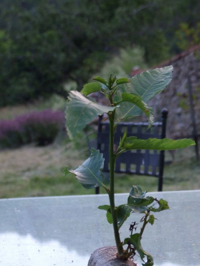 Une bûche vivante! En fin d'hiver, j'avais coupé quelques tannes de châtaignier pour faire des bûchettes pour dans 3 ans, et aux environs du solstice d'été, j'ai du déplacer le tas qui gênait là où il était. Surprise! environ 5% des bûches avaient continué de vivre une fois coupées, au point de faire pousser des feuilles sur la seule réserve de sève emmagasinée dans la bûche! Au moins, ces bûches-là brûleront mieux que les autres, ayant moins de sève à sécher puisque partie dans les feuilles.