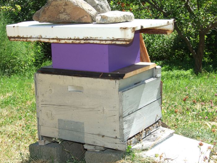 Pour changer de format de ruches, il faut faire bâtir aux abeilles existantes des cadres du nouveau format plus petit afin d'attirer les essaims l'année suivante. J'ai donc fait un adaptateur Dadant 10 cadres/Warré 8 cadres, pour faire remplir une hausse Warré par une ruche Dadant. Résultat photo suivante. Un autre avantage du format Warré est qu'il n'y a qu'une seule taille: 1 élément = ruchette, 2 éléments = corps de ruche, 3 éléments = corps de ruche + hausse.
