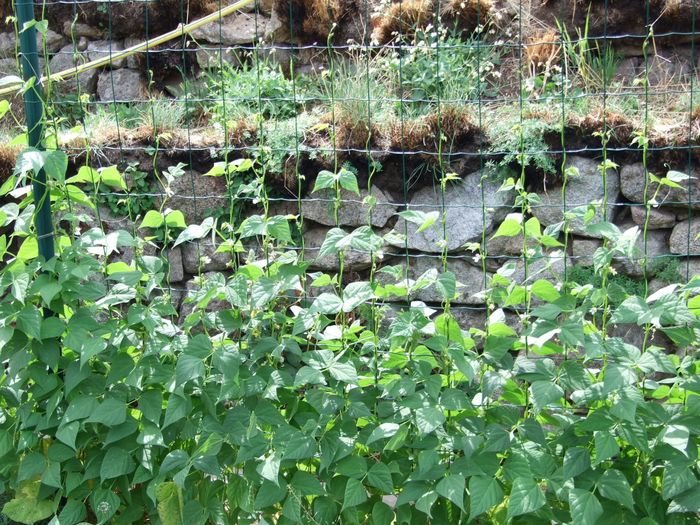 Il y a 2 ans, les haricots grimpaient le long de ce grillage, regroupés par dizaines sur les mêmes mailles encadrées de mailles vides. Un fatras embrouillé et des espaces vides, manie du regroupement (amas d'étoiles, entassement dans les villes etc). J'avais à l'époque engueulé le déva du haricot. L'année dernière c'était les tomates, et cette année, revoilà nos haricots mais très bien répartis sur toutes les mailles! et pareil sur les 14m de grillage! Le déva m'a écouté.