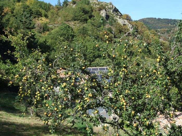 Bonne récolte de pommes 2018 du second pommier aussi -le 1er est sur l'avant-dernière photo avant celle-ci-); les floraisons regroupées entre les périodes pluvio-neigeuses du printemps ne les ont pas gênées, contrairement aux noix et aux prunes. (voir photos des arbres en fleurs ce printemps quelques photos plus haut).
 La pectine de la pomme est un bon chélatant, en 2016 après une bonne récolte aussi, j'en avais mangé tout l'hiver et avait récupéré mon dos au point de refaire du trampoline!