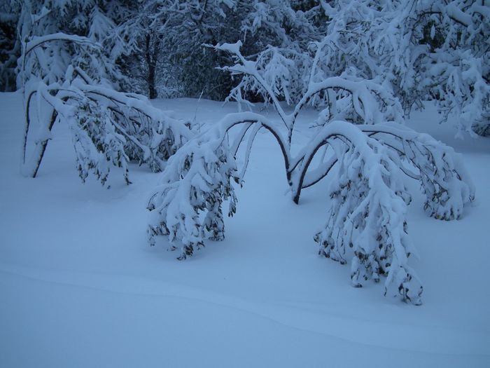 Seulement une petite dizaine de jours séparent cette photo (1ère de la page 5) de la précédente! (dernière de la page4) Voilà 30cm de neige le 29/30 octobre 2018, et 50cm sur le plateau. Les arbres avaient encore leurs feuilles alors qu'ils auraient du les avoir perdues avant une grosse chute de neige. résultat: mes 2 pêchers sont pliés à mort par le poids de la neige retenue par les feuilles. Vont-ils s'en remettre? réponse, photo suivante.