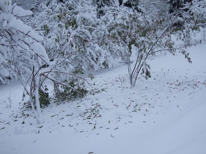 Celui des pêches blanches (à droite) a fait comme le roseau de la fable de La Fontaine: plié jusqu'au sol, il s'est redressé une fois la neige secouée par mes soins. Par contre celui des pêches de vigne (à gauche) a fait comme le chêne de la même fable: ses 2 branches principales se sont cassées à angle droit, trop pour les réparer, il va falloir les couper complètement. Le pêcher repartira avec le reste, mais ne produira pas autant de pêches avant 2 ou 3 ans.