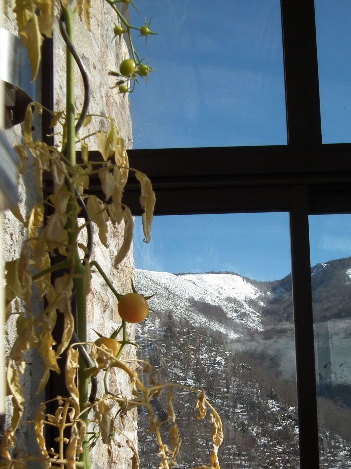 Dégustation de la 1ère tomate le 11 février, excellente! En récoltant les pommes de terres fin août, j'ai trouvé un plant de tomate de 10cm de haut... que j'ai mis dans un gros pot de fleurs sous la véranda. Il a poussé avec des énormes écarts de température entre 0°C et 40°C... et malgré ça, bien que les feuilles se soient desséchées ou gelées au bas du pied, les tiges sont toujours vertes et les autres tomates mûrissent de jour en jour depuis qu'ils augmentent nettement! Celles du bouquet du haut continuent de grossir!