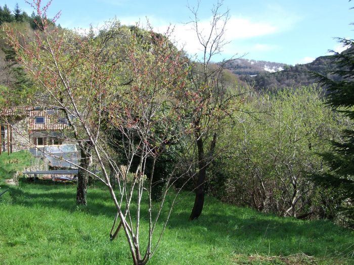 Il ne faut pas confondre ensoleillement avec réchauffement, même quand on a une maison solaire comme la mienne qui m'a permit de passer l'hiver avec 3 stères de bois. La preuve par cette photo où le pêcher au 1er plan est en fleurs depuis 1 mois, preuve que la végétation est très ralentie par la fraicheur persistante; idem pour le forsishia qui est resté en fleurs pendant 2 mois, faute de chaleur pour aller plus loin dans son cycle végétal. Photo prise le 26 avril 2019, remarquez la neige à l'arrière plan.