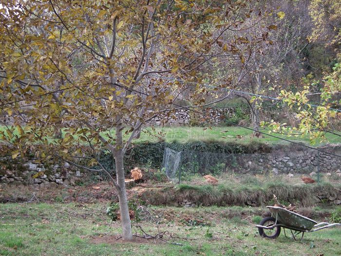 Après les pêches fin septembre, voici les noix fin octobre, pas besoin de les gauler, la tempête les a toutes fait tomber. Après 6 mois de sécheresse, il est tombé plus de 500mm d'eau en une semaine, avec des vents qui ont déraciné un gros prunier dont il reste quelques billots. Sur place, je vis le noyer déjà incliné à 30°... rattrapé presque au lasso et haubanné en catastrophe, je l'ai redressé avec de l'aide puis bloqué les haubans qui resteront jusqu'en juin 2020, le temps qu'il se refasse ses racines abîmées...