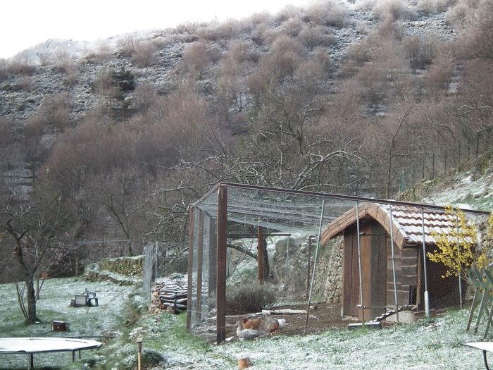 L'épidémie de laboratoire à du bon: pas d'avions ici, ciel bleu historique, pas de géoingéniérie pour réchauffer le climat.... mais du coup, le froid revient avec -4°C de minimum le 25 mars et -2°C le 26 avec un peu de neige gelée sur les fleurs de forsythias à droite et de pêchers à gauche un peu plus loin. Les années précédentes, une floraison secondaire à toujours sauvé la récolte de pêches. A suivre pour cette année 2020.