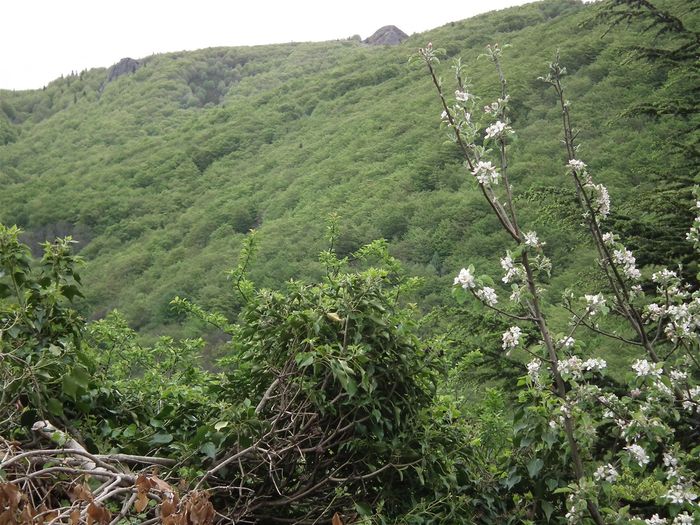 Grossi X3, le 1/5/2020, pour qu'on voit bien que c'est vert jusqu'aux sommets, même si ce vert est récent au dessus de 1200m. A droite, une branche de mon pommier fleuri après les dernière gelées, comme les cerisiers. Par contre pour les prunes et les pêches, c'est mort de froid pour cette année.