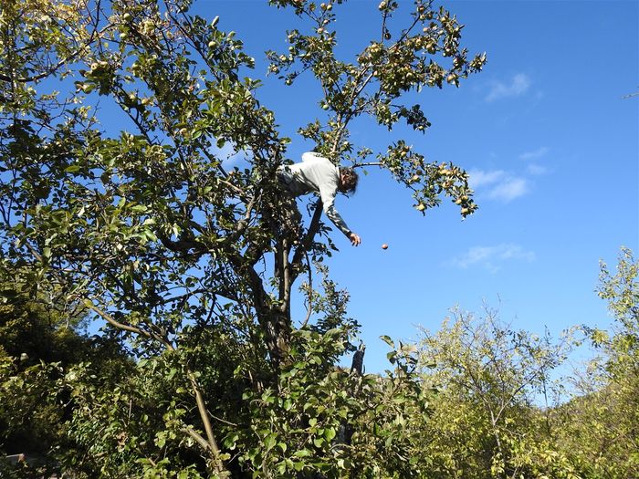 Récoltes des pommes la veille d'un épisode cévenol qui aurait fait tomber les pommes en les choquant sur des branches ou des cailloux... Pour qu'elles se conservent jusqu'en avril ou mai, il faut les lancer sur une surface molle, 7m au sommet de l'arbre! mais 80 Kg dans la cave, de quoi rester confinés sans en manquer! Ici, il faut apprendre à bien viser, que ce soit des pommes ou des cailloux en restaurant un mur en pierres sèches. Les anciens le faisaient, les nouveaux jouent aux boules...