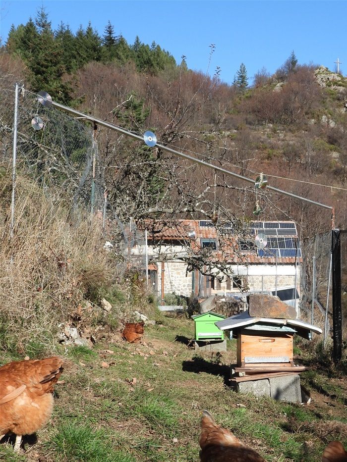 Une fois passé l'hiver, je vais expérimenter un nouveau prédateur contre le frelon asiatique: mes poules!! En effet, je viens de déménager les 2 ruches du fond du pré jusque dans le parcours fermé des poules!  Efficace selon certains, nul pour d'autres, j'ai quand même remarqué que le vol stationnaire du frelon asiatique lui conférait des réflexes assez lents, puisque j'arrive à en écraser assez facilement. Donc les poules devraient pouvoir en picorer. Rendez-vous l'été prochain pour le verdict.