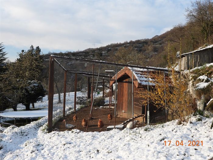 Avril 2021, le mois des fleurs figées! 10 jours séparent cette photo de la précédente, et comme il a gelé toutes les nuits, les floraisons démarées fin mars se sont stoppées en attendant le dégel. Neige les 7, 12 et 17 avril, les réchauffistes n'ont trouvé que le pouvoir des mots pour expliquer ça: 