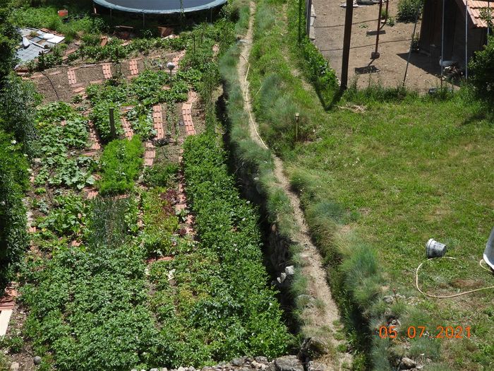 Un beau potager 2021, qui permettra de survivre en cas de rupture d'approvisionnement alimentaire. Problème plus immédiat: une invasion de rongeurs comme en 2018, campagnols et mulots grouillent même en plein jour, je dois passer une heure par jour à poser des pièges et remettre des appâts... ces rongeurs sont comme les covidiens non-évolués: ils ne savent ni donner, ni recevoir, mais seulement prendre, bref des déchets de l'évolution, une erreur de la nature
