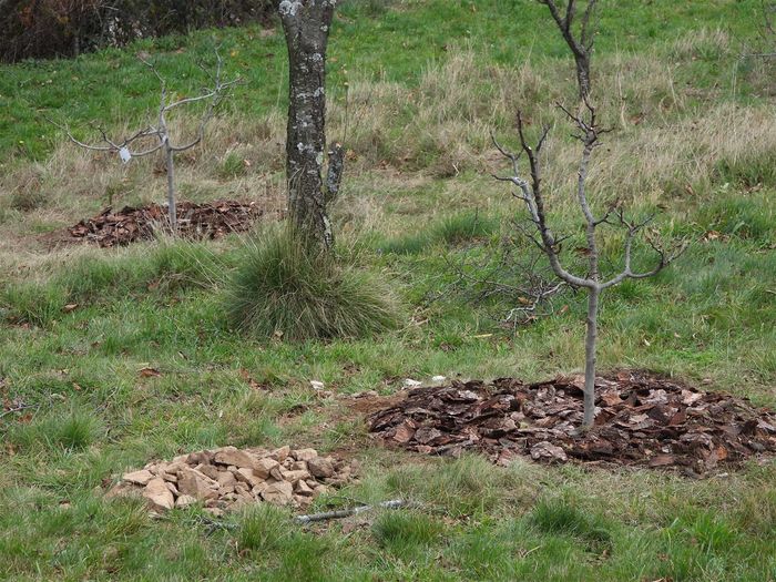 2 variétés de figuiers ont été étudiées pour climats froids: Pastillière et Ronde de Bordeaux. J'en ai donc planté, des arbres de 5 ans dans des conteneurs de 50litres! pour gagner quelques années. Un hiver froid s'annonce et dont j'ai déjà parlé ailleurs. Le figuier résiste jusqu'à -16°C, un peu plus si on paille le tronc avant. Là, le sol est protégé du gel par une épaisse couche de vieilles écorces. Notez le tas de cailloux que j'ai enlevé du trou d'1/2 m3!