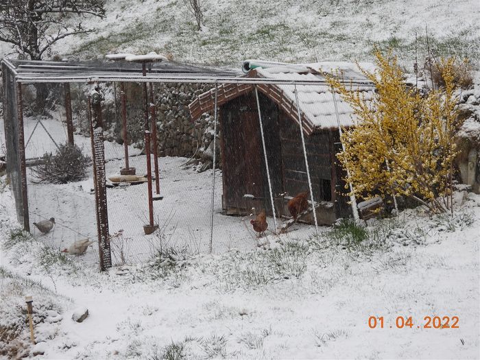3 photos pour faire le point sur l'hiver 21/22. Pas de records extrêmes; mais froid si on fait la moyenne, car il y a eu en tout 120 nuits de gel et même 180 si je compte la simple gelée blanche du matin comme du gel (mais dans ces cas, il gèle au ras du sol mais pas à 1m du sol par exemple). Plus de neige en mars et avril qu'en janvier et février mais il ne pleuvait pas non plus! Sec. 60cm de neige sur le plateau le 14 mars, et voici le poisson d'avril: la neige avec -3°C.