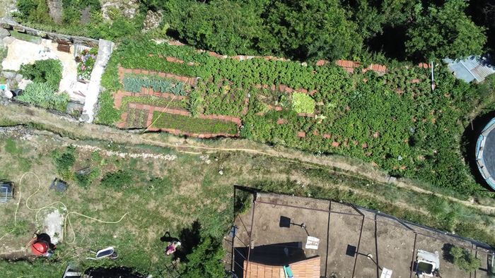 La sécheresse de printemps a pris fin juste après le solstice d'été, et le potager a réagit tout de suite aux 160mm de pluie tombée en moins d'une semaine: luxuriant! Les réchauffistes ont continué de confondre ensoleillement avec chaleur pour annoncer des records somme toute inférieurs à 1911,47,76,82,83,90,91,96, 2003, 2006...mais dans une société d'amnésiques, ça passe d'autant mieux que le sens de l'observation sur le long terme est remplacé par l'immédiateté épidermique des réseaux sociopathes...