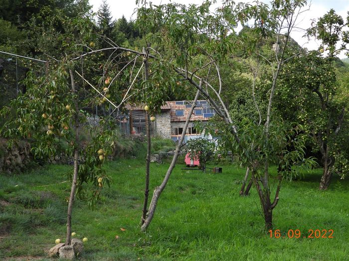 Une soixantaine de pêches blanches sur 2 petites branches grosses comme le doigt... j'ai donc tuteuré, et pas au dernier moment, mais avant le grossissement final pour ne pas inciter l'arbre à débourrer en préventif afin de ne pas casser ses branches. Résultat, elles sont juteuses et sucrées sans excès, excellentes. L'été chaud n'a pas beaucoup avancé leur maturité, seulement une à 2 semaines. 2022 reste une très bonne année pour les fruits. Avec à nouveau 86mm d'eau il y a quelques jours, la forêt est bien verte.