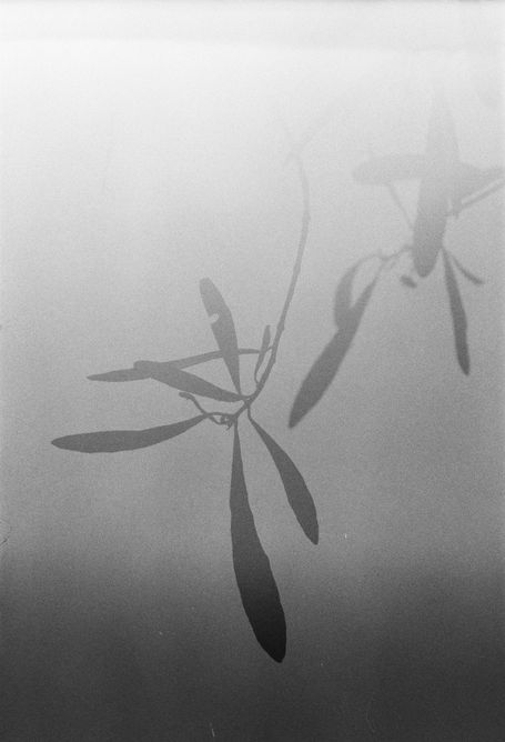 pablo diserens - olive leaves