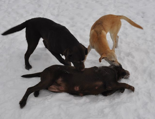 Nuppa 5 uker drektig 02.02.2015
