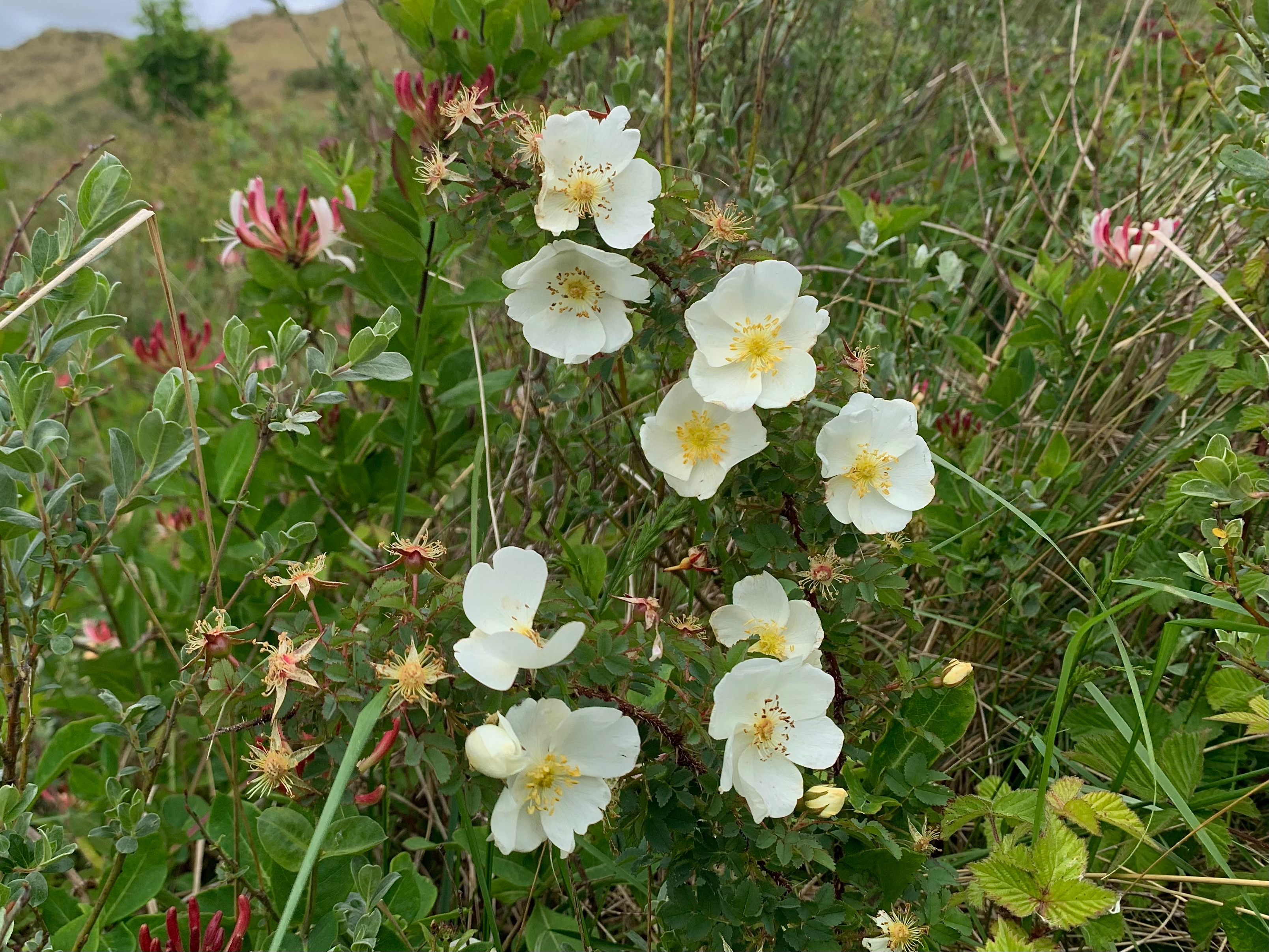 Duinroos - Rosa spinosissima - Planten van hier - soort