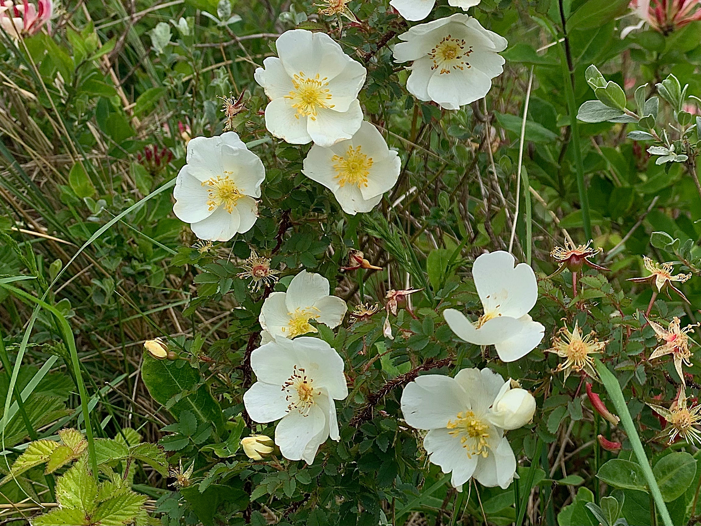 Duinroos - Rosa spinosissima - Planten van hier - soort