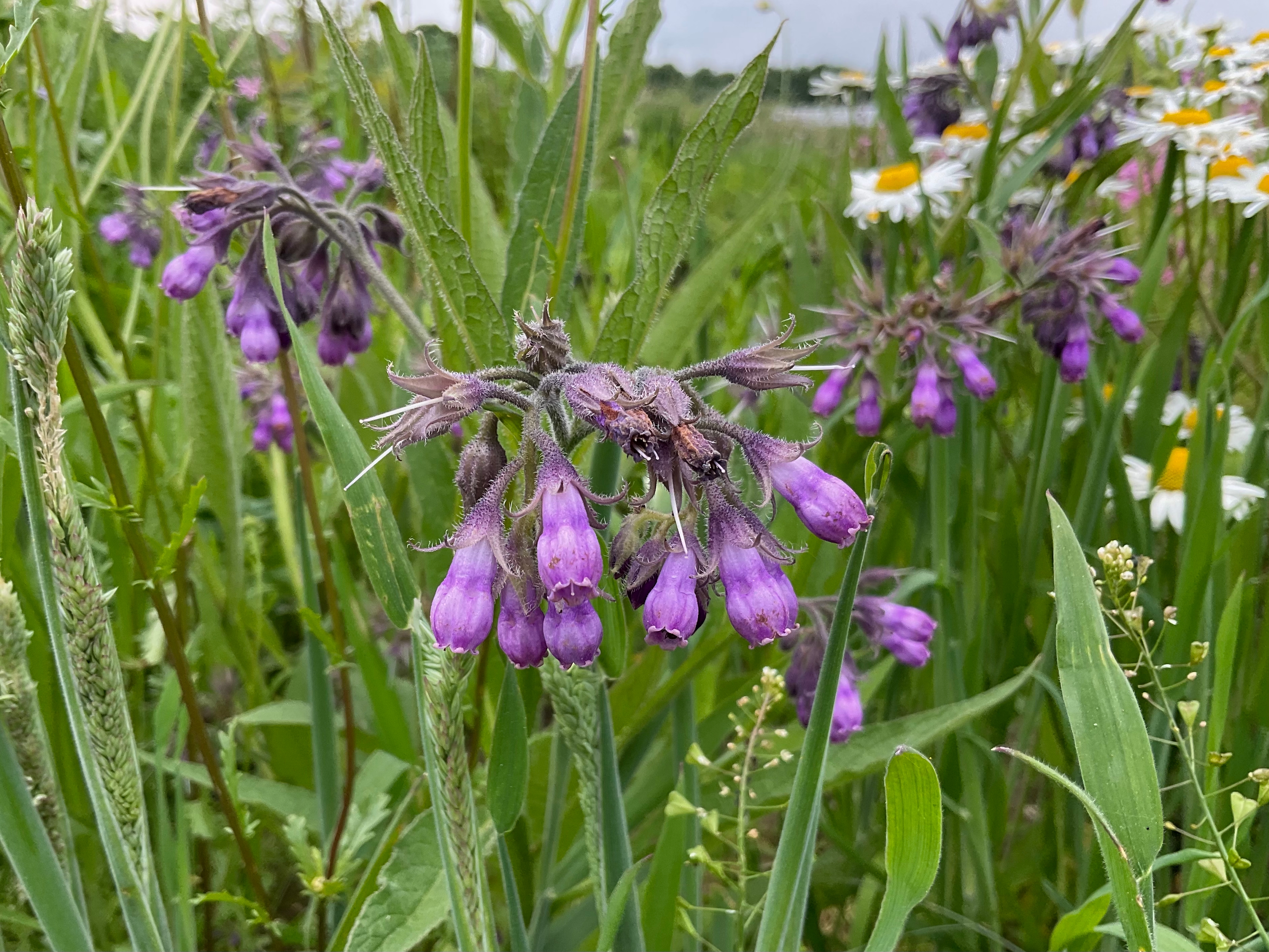 Gewone smeerwortel - Planten van hier