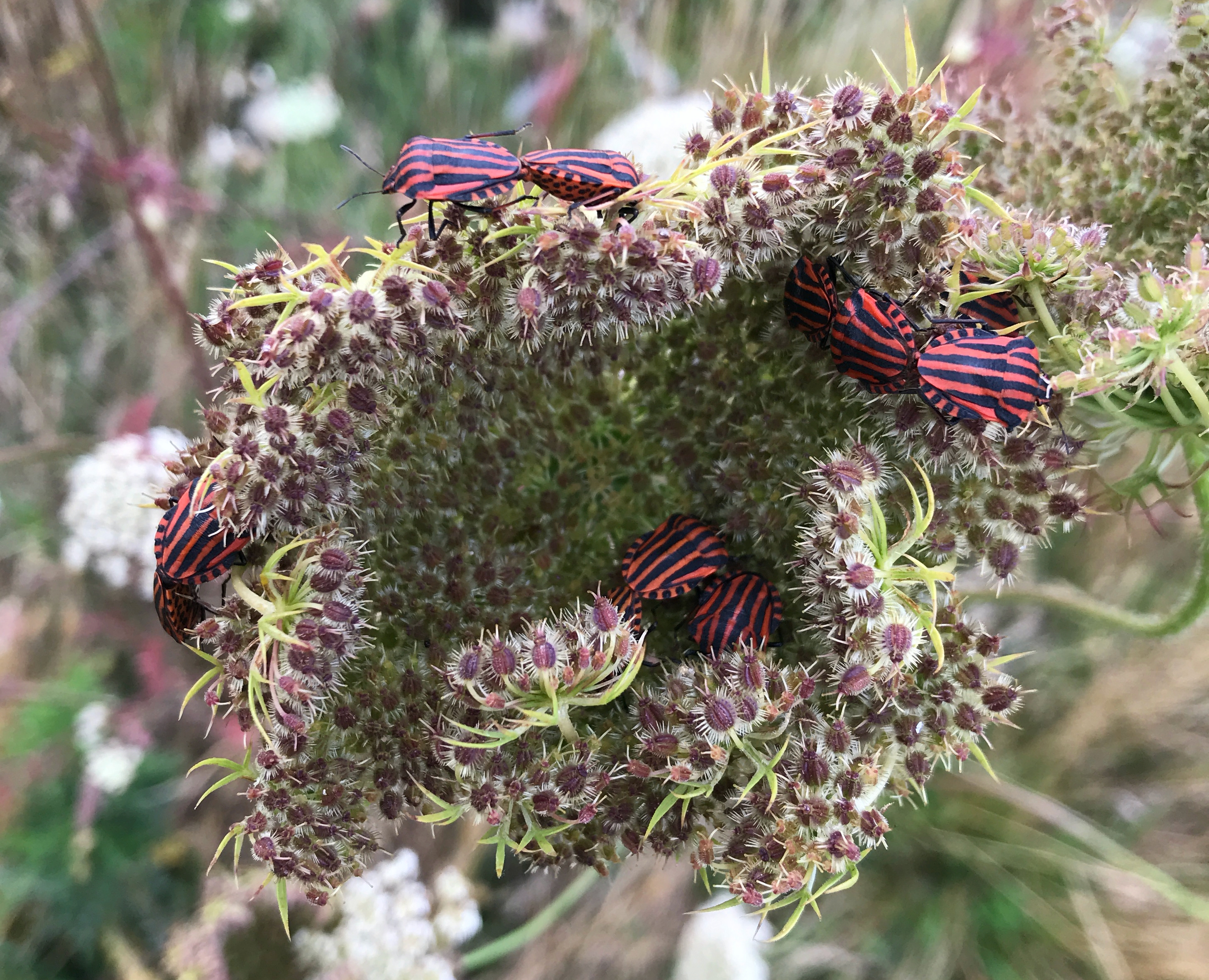 Daucus carota ~ Peen ~ Planten van hier