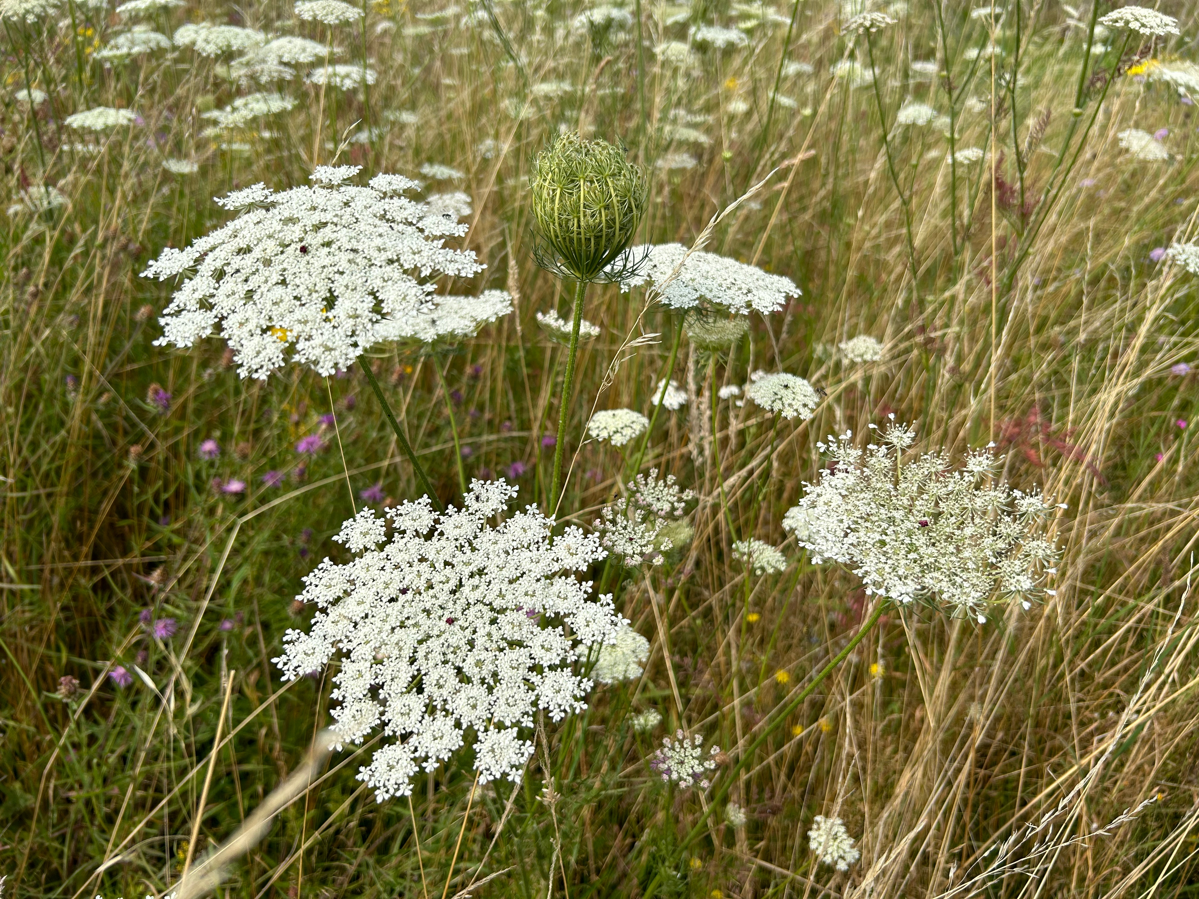 Peen - Planten van hier 2