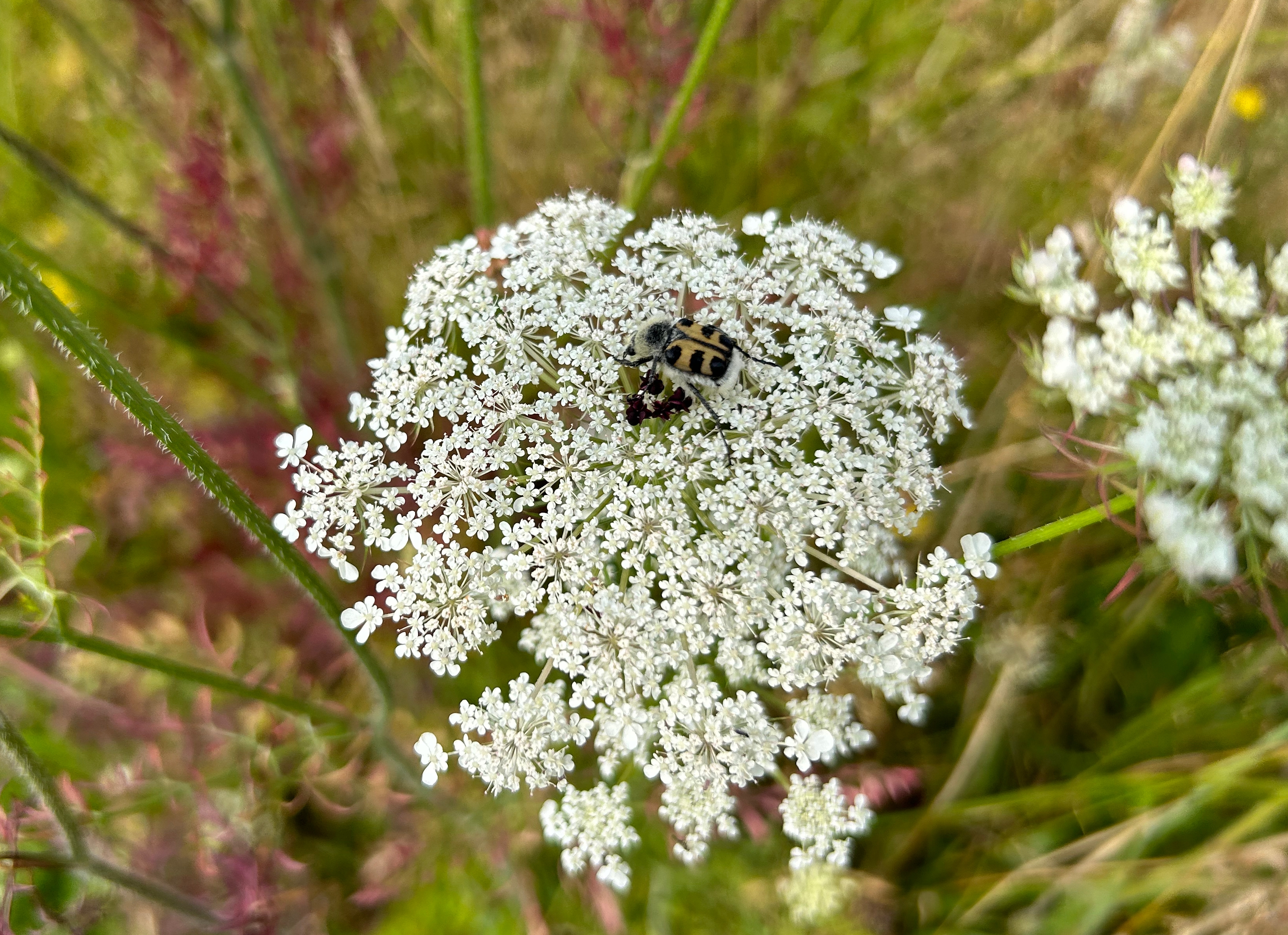 Peen - Planten van hier 3