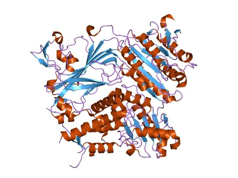 Gelsolin é uma proteína moduladora, reguladora, de ligação à actina e regulada por Ca, actua como um regulador multifuncional da estrutura celular e do metabolismo celular; desempenha um papel importante na prevenção de reações tóxicas, apoptose (morte celular). Além disso, a Gelsolina induz à diferenciação das próprias células do corpo, essenciais para a regeneração dos tecidos