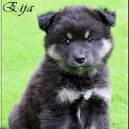 Eija 7V