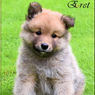 Eret 7V