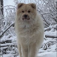 Toivonen