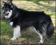 Kenneltraff_Aug-24_RED_Dagsmejans Rafiki_Otto_3