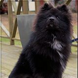Tapio 
