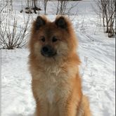 Yliolki