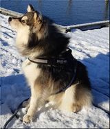 Kaavi 